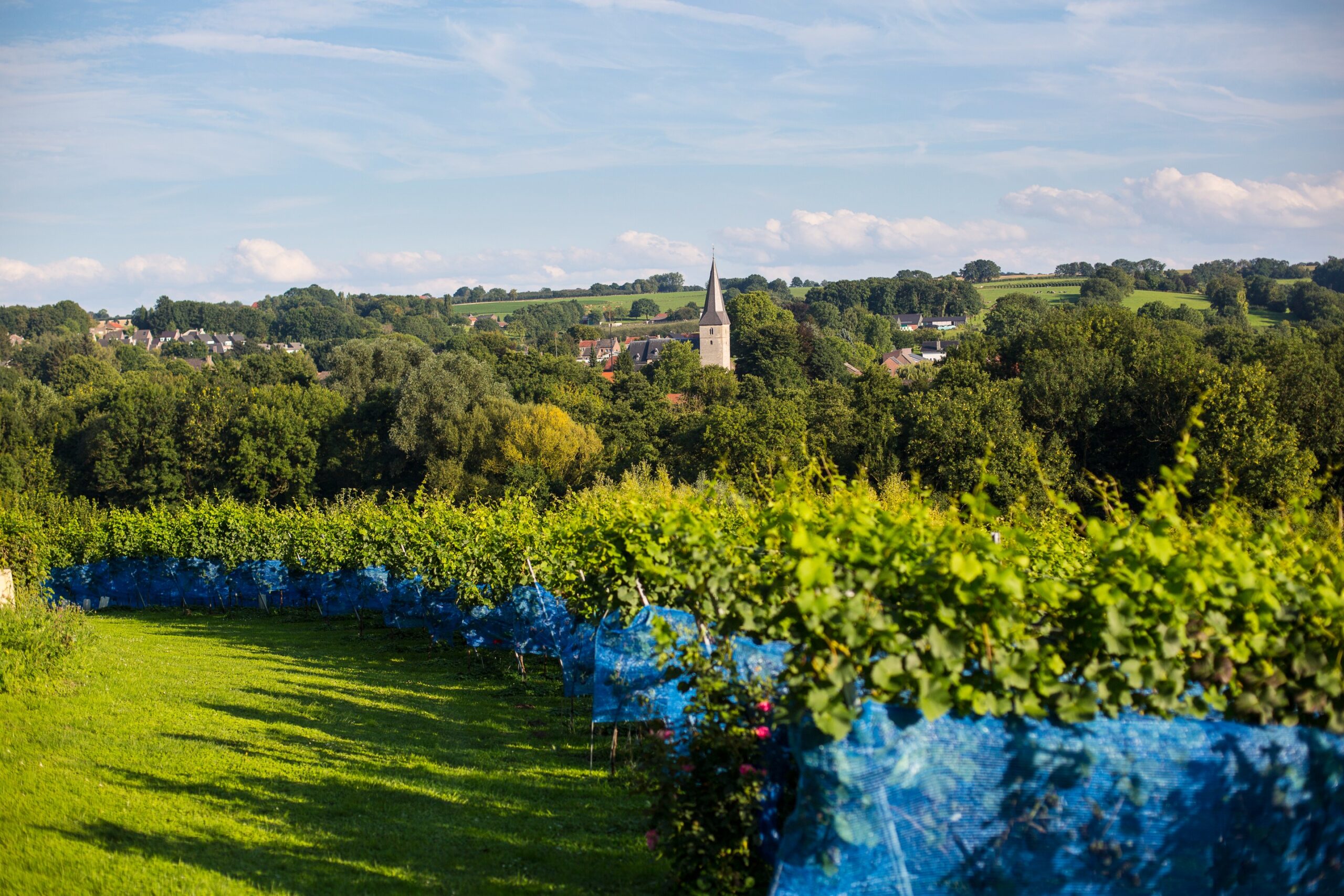 wijngaard in Zuid-Limburg