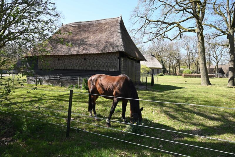 Paard bij boerderij in Oud Aalden