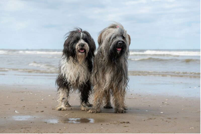 Honden op strand