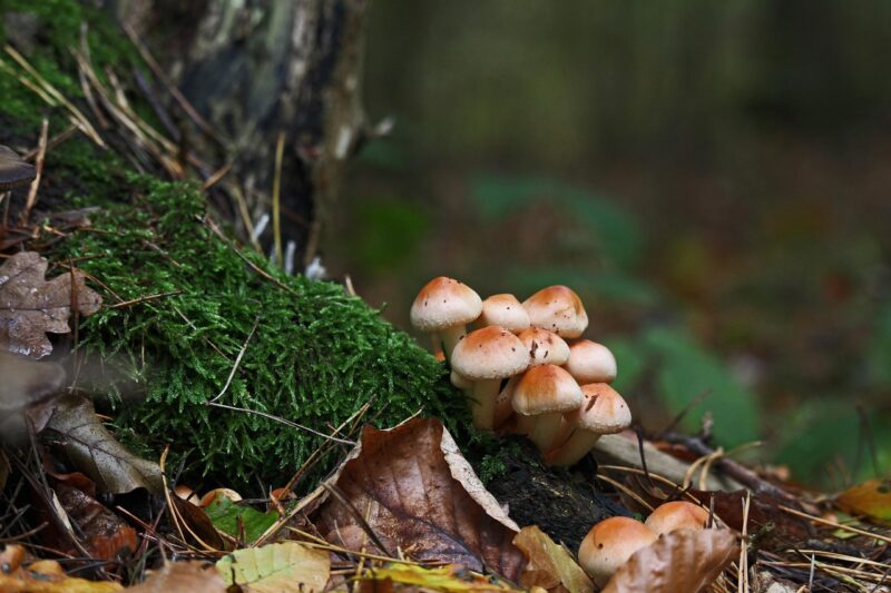 Paddenstoel gewone zwavelkop
